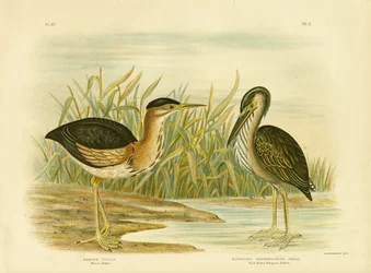 Butor minute, 1891